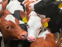 Gia súc (lô, chưa xác định giới tính), Simmental cattle — ảnh 2