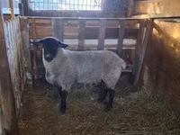 Vædder, White Suffolk sheep — foto 3