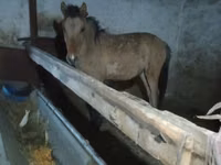 Hengst, Mugalzhar horse — Foto 3
