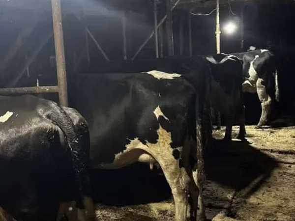 Cow, Swiss cattle — Kazakhstan