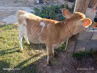 Cow, Alatau breed — photo 3