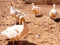Geese — акс 1