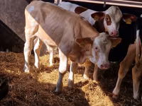 Cattle (batch, sex not specified), Aberdeen-Angus — photo 2