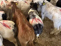 公牛, Cattle — 照片 3