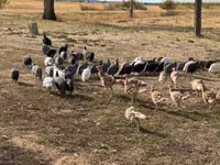 Guinea fowl — عکس 3
