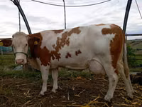 Bull, Swiss cattle — photo 2