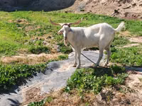 แพะตัวเมีย, Irish goat — รูปภาพ 1