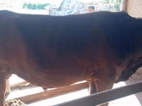 Lembu jantan, Cattle — foto 3