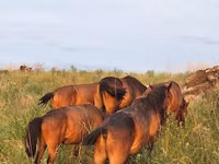 ม้า (เป็นล็อต, ไม่ระบุเพศ), Kazakh horse — รูปภาพ 6