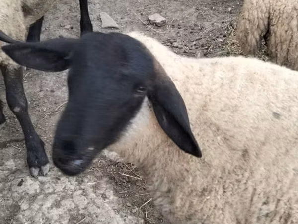 Sheep, White Suffolk sheep