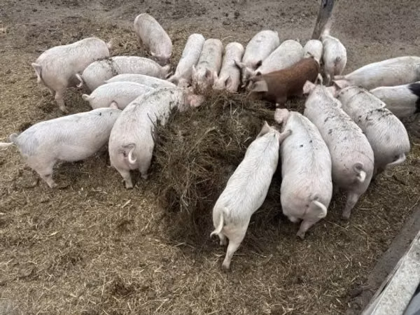 Sow, Pigs — Hungary