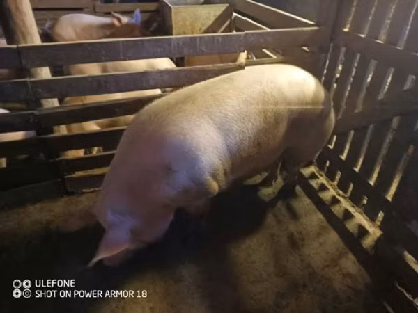 Sow,  — Hungary