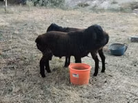 公羊, Sheep — 照片 6
