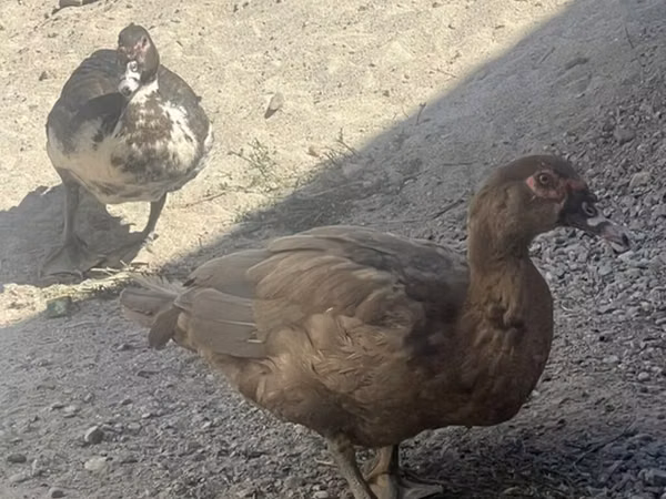 Ducks — Kyrgyzstan