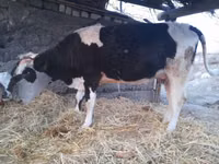 母牛, Latvian Blue cattle — 照片 1