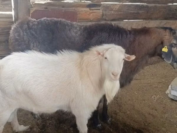Billy Goat, Goats — Kazakhstan