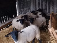 أغنام (دفعة، الجنس غير محدد), White Suffolk sheep — الصورة 2