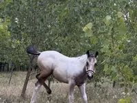 Mare, Horses — photo 4