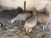 Sheep, Sheep — photo 3