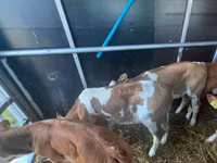 सांड, Simmental cattle — फ़ोटो 3