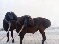 Ram, Blackheaded Persian sheep — photo 1