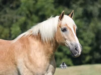 Horse (M), Haflinger — photo 3