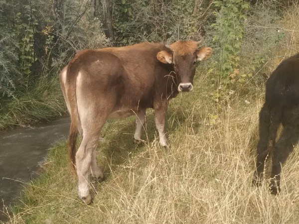 Bull, Cattle — Kyrgyzstan