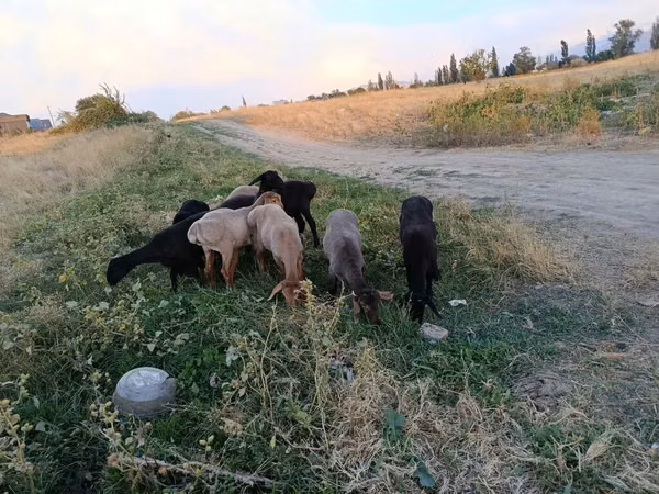 Mare, Horses — Kyrgyzstan