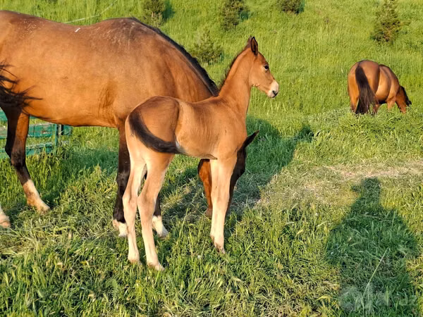 Horse (M), Akhal-Teke — Uzbekistan