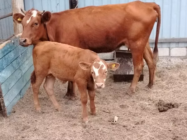 Cow, Cattle — Kazakhstan