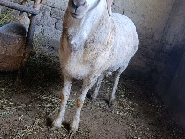 Ram, Sheep — Uzbekistan