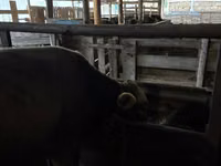 Bull, Aberdeen-Angus — photo 7