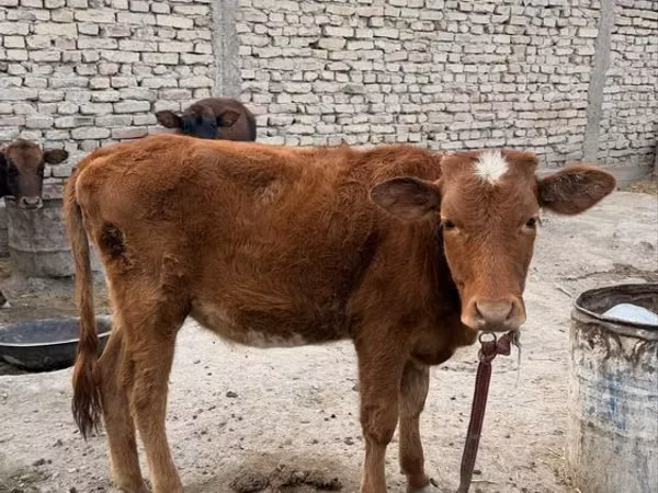 Cow, Cattle