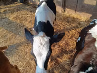 Bou, Rasa Holstein — foto 4