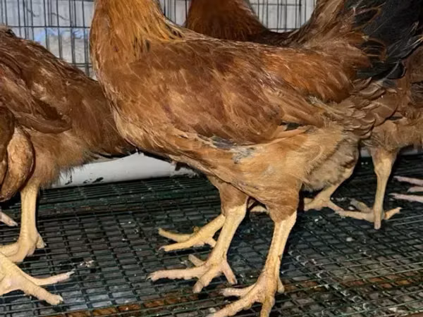 Chickens — Armenia