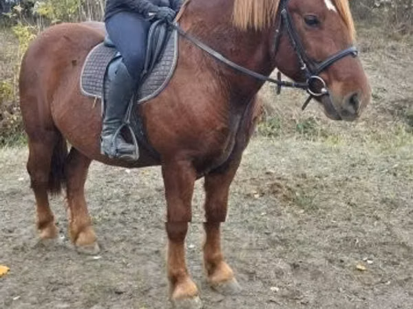 ፈረስ, Horses