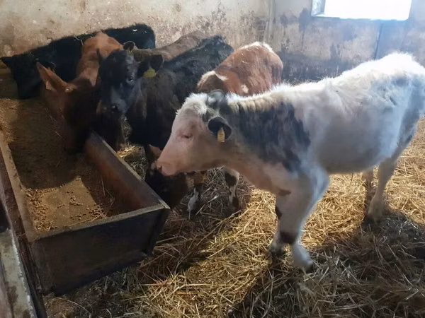 Cattle (batch, sex not specified), Cattle