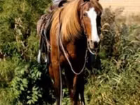 Mare, Rocky Mountain Horse — photo 3