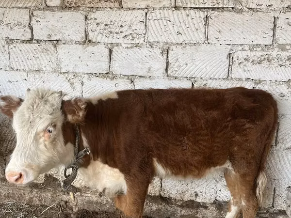 گاو ماده, گاو سفیدسر قزاقستانی