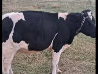 گاو نر, Russian Black pied cattle — عکس 1