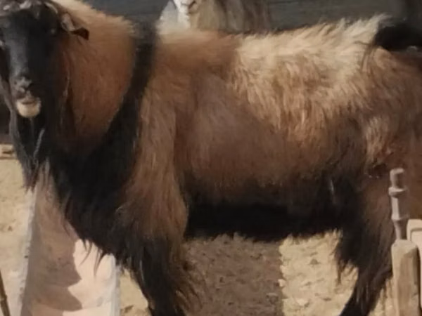Kambing jantan, Edilbay sheep