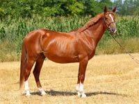 اسب نر, Kisber felver — عکس 6