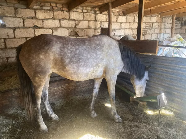 Mare, Horses — Kazakhstan