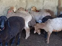በግ, Sheep — ፎቶ 4