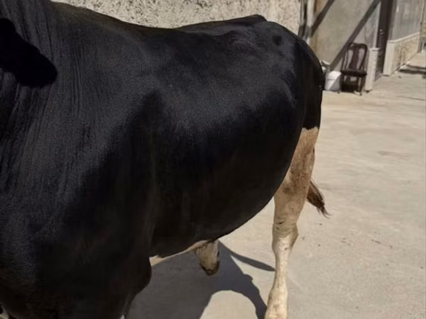 Bull, Aberdeen-Angus — Uzbekistan