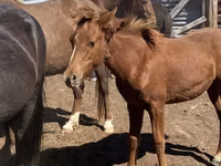 Hingst, Heste — foto 6