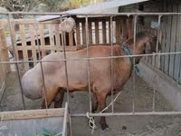 Widder, Hissar sheep — Foto 3