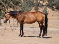 اسب نر, Quarter Horse — عکس 8
