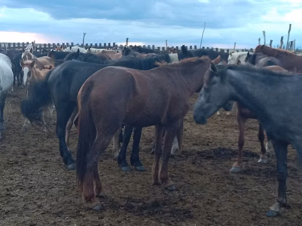Mare, Horses — Kazakhstan