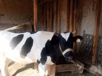 Cow, Russian Black pied cattle — photo 2